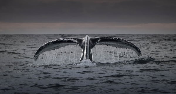 Ireland's Deep Atlantic