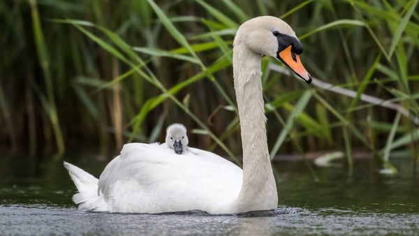 Nesting Swans