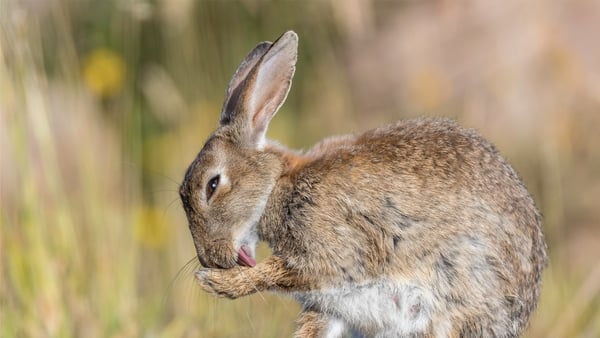 Eye on Nature, RTÉ's wildlife photography competition, has revealed its winner out of the 10 finalists selected.