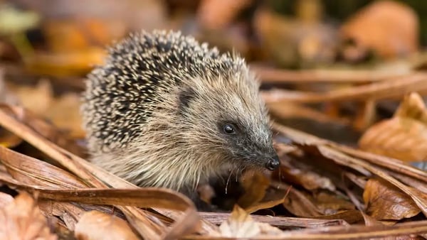 Be mindful of small animals when starting the autumn clear-up in your garden (Alamy/PA)