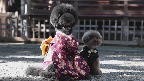 The shrine said this year about 120 pets would be brought in for blessings for this special occasion and the number would be rising going forward