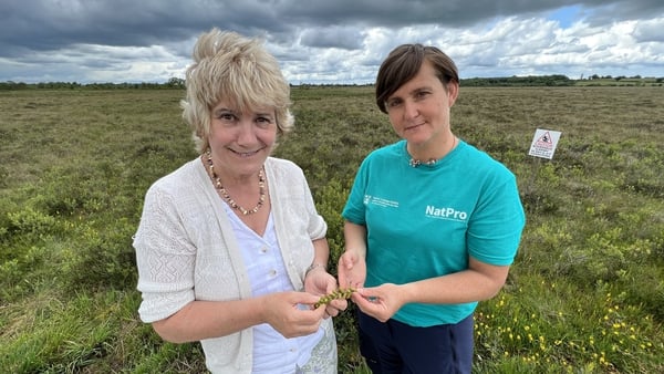 Scientists from the NatPro Centre at Trinity College are harnessing the medicinal power of Irish boglands